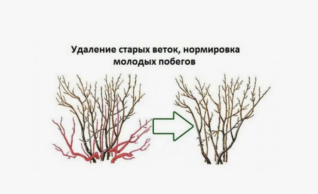 ��������� ������� ���������: ������� ����������� �� ��������������