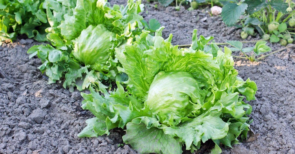 ��� ��������� ��������� ����� ������� ������� ���: ������� �������� �����������