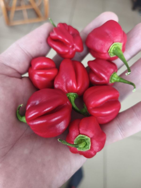 ����� ���� ���� � ��������