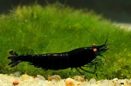 ������ �������� �������� � ������������ ������� � ������� ����� ��� �������������