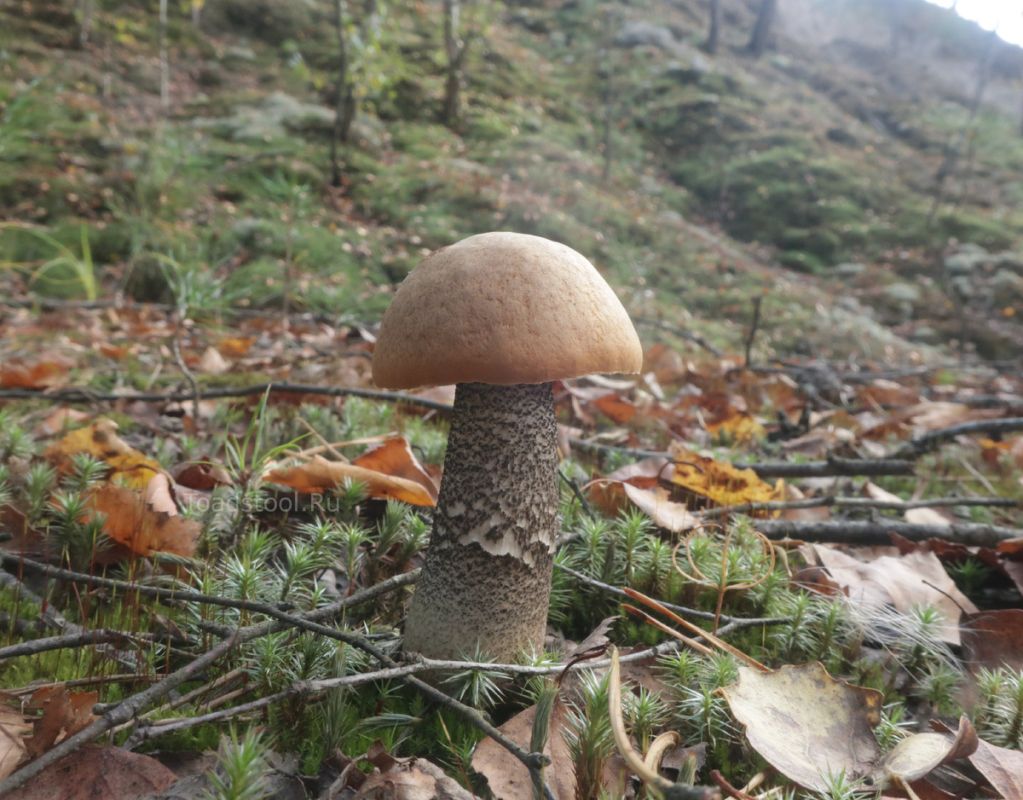 ���������� ������� ������� � �������� �������: ������� ��� ������?