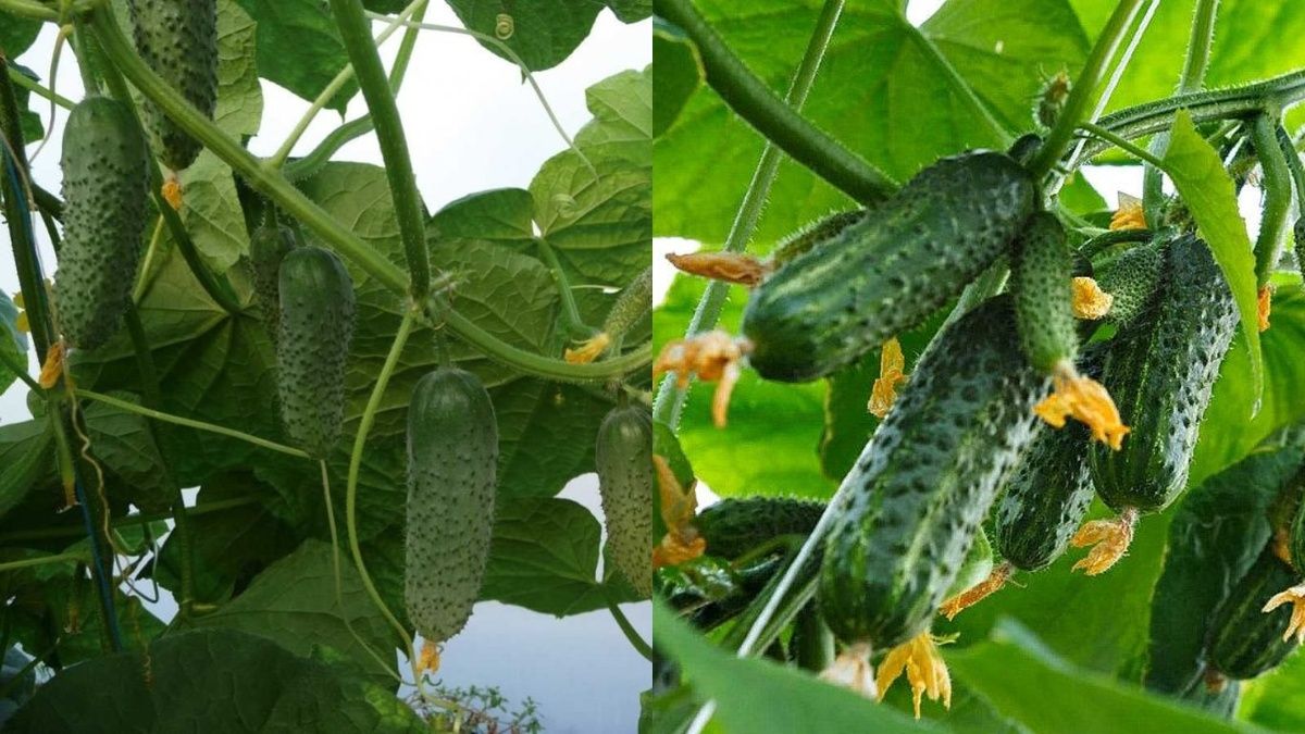 ������� ��������� ����������� �������� �������: ��� ������� ������