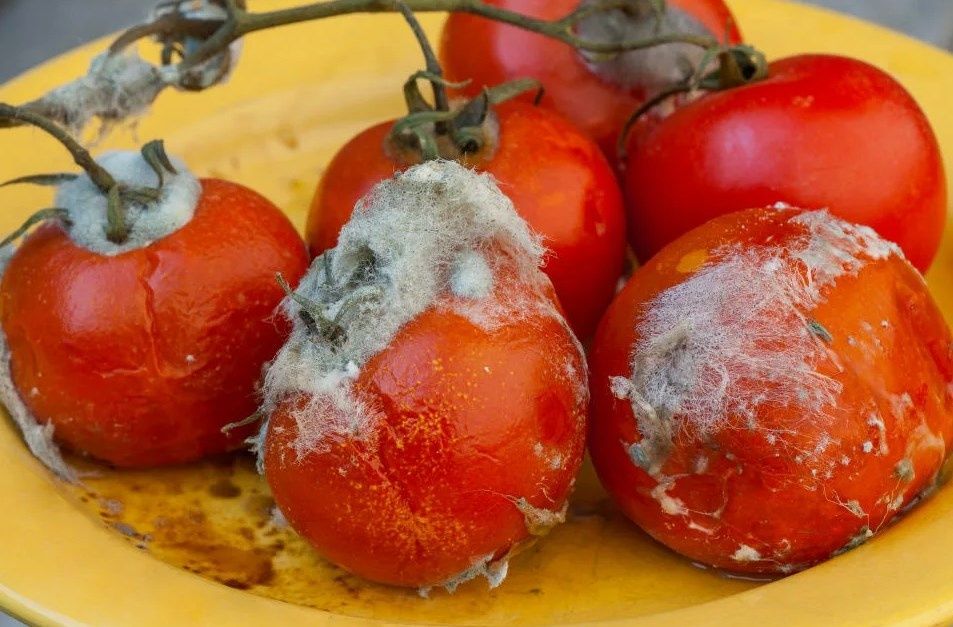 �� ������� ����������� ������ ��������: ����������� �������� �� ����������