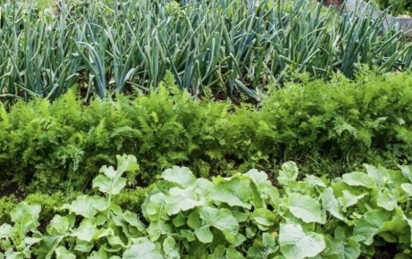 Как бороться с сорняками и вырастить урожай без лишних усилий