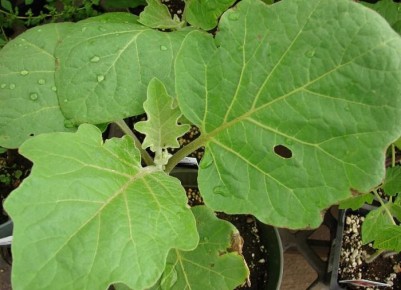 Летние секреты ухода за баклажанами: защиты урожая впереди