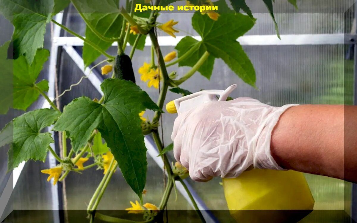 ����������� ������������: ������� ��������� ����������� �������