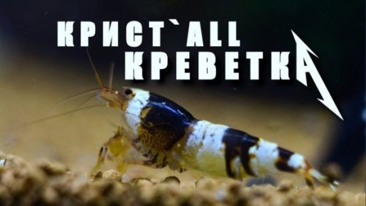 �������� ��������