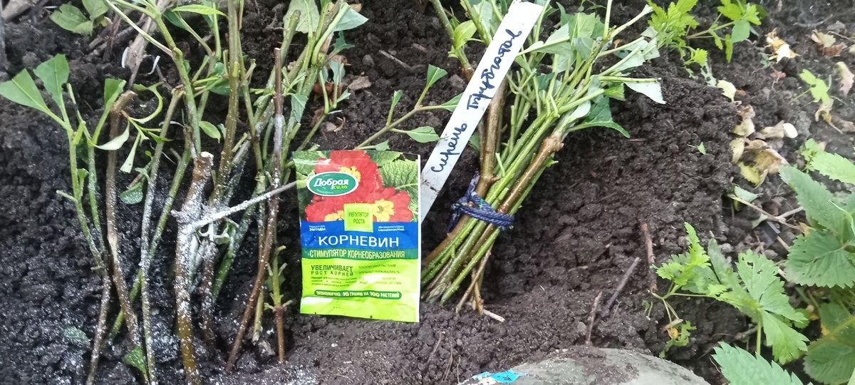 �������� ������ ������������ �������� � ������������ �����������