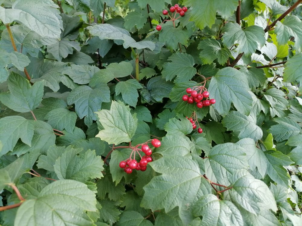 ������������ ����������: ������� ��� ������������?