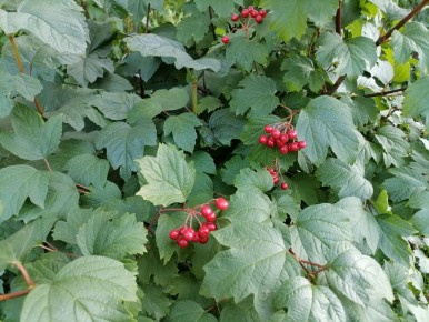 ������������ ����������: ������� ��� ������������?