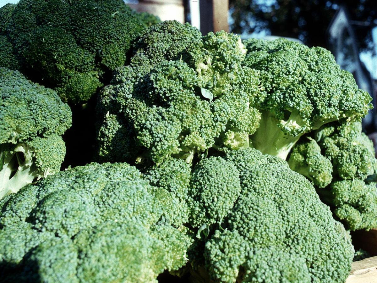 Секреты успеха: где и после чего сажать брокколи для превосходного урожая