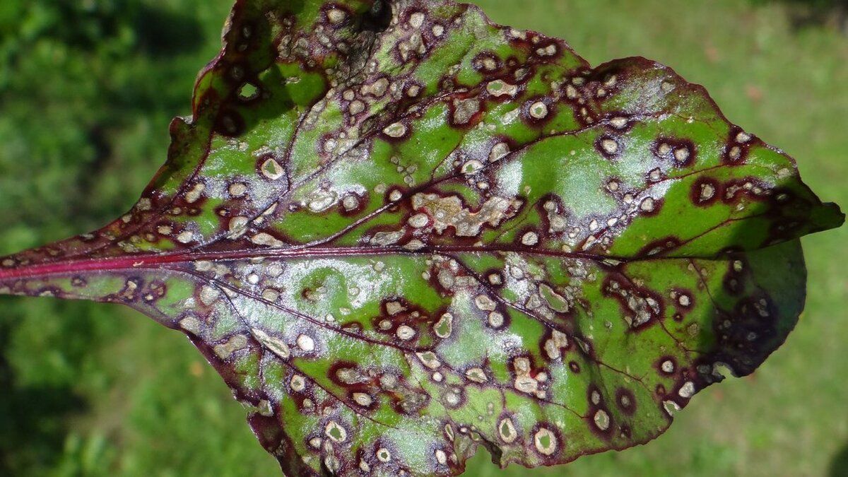 ��� �������� ���� �������� �� ����������: ������ � ������