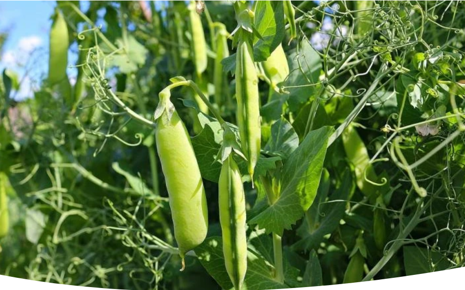 Секреты успешного выращивания гороха: как получить вкусный урожай