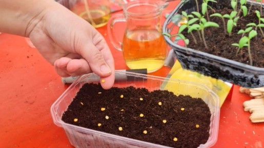 Почему старинные методы посадки томатов могут изменить ваши урожайные прогнозы