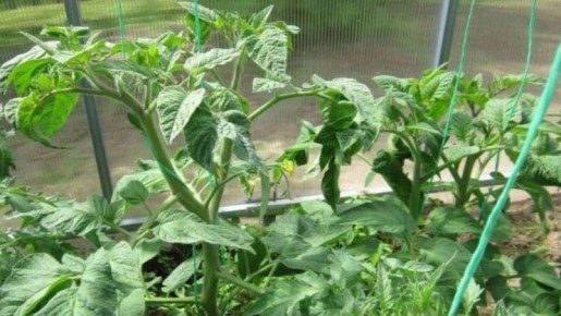 Неожиданные проблемы с томатами: от жирования до махровых цветов