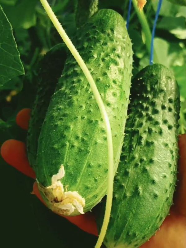 ������� ������ �� ����: ������ � ������