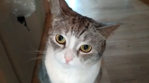 Котикам нужен ужин: как гольцы стали символом искупления