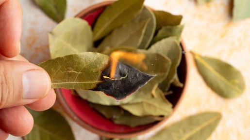 Почему лавровый лист стоит сжигать каждую неделю?