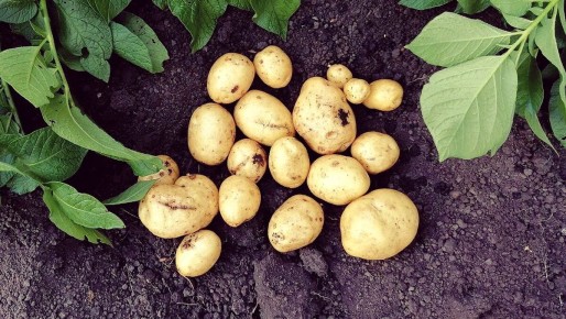 ������� ������� ��������� �� ���������: ������ � ������