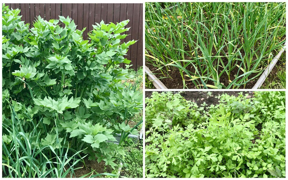 ��������� ������: ������� ������� ����� � ������