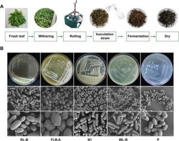 ������� ��������: ��� �������������� ������ ������ ������� ���