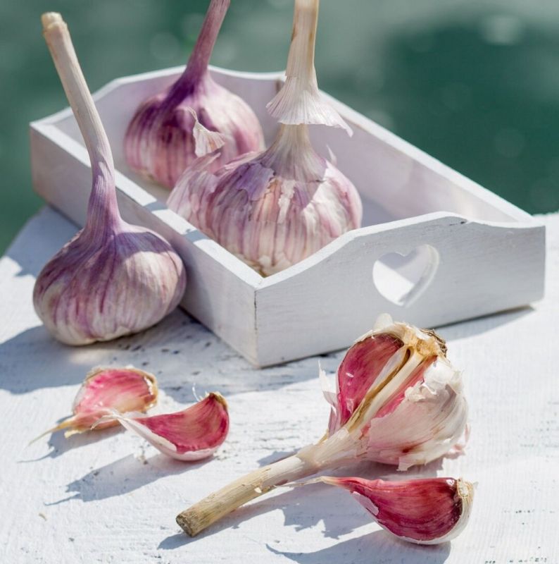 Чеснок в русской культуре: от древности до наших дней