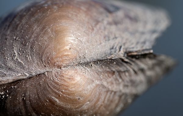 Ученые исследуют влияние дрейссены на генетику пресноводных моллюсков