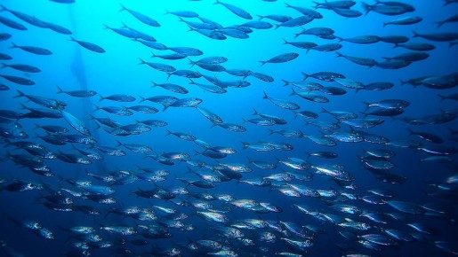 ����������� ����� ����� ������� ����� �� ���� ��������� �������