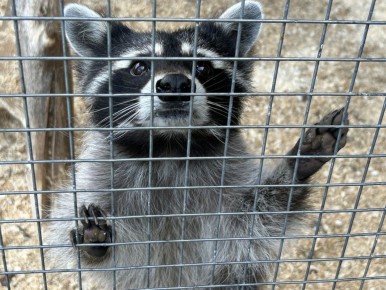 ��������� �������: ��� ����� ����� �������� ������ �������� � ����������