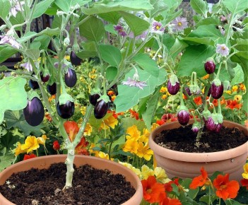 ��� ��������� ��������� ������� ���: ������ ������� ��� ��������� �������