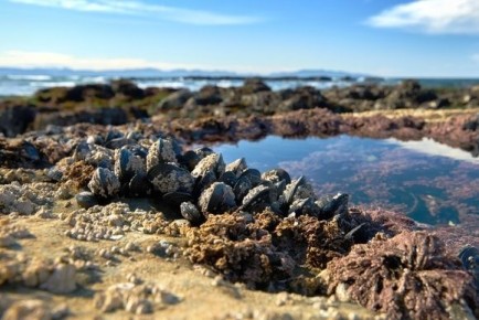 Секреты мидий: от фермы до вашего стола