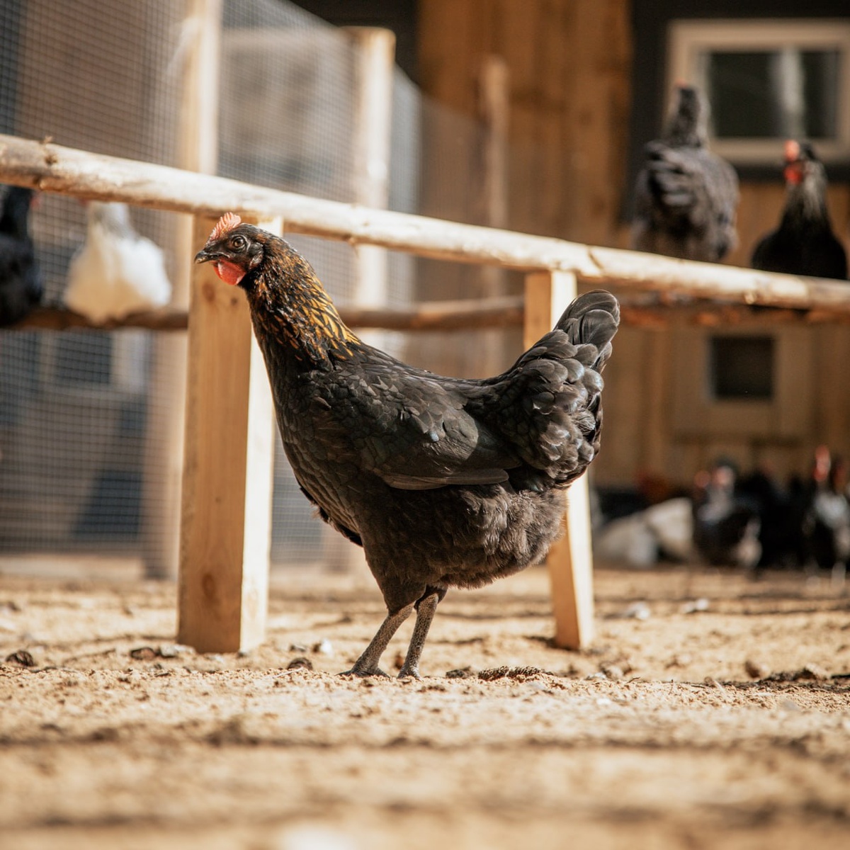 Фермерская курица: вкус, польза и секреты приготовления