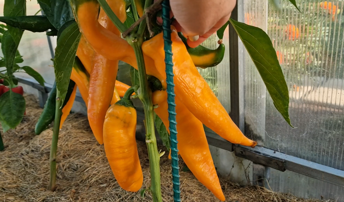 Сладкий перец для вашего огорода: топ-6 сортов на 2026 год