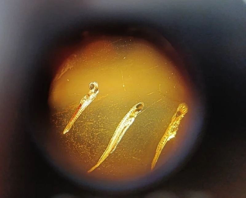 ��� �� ���� � ��������������� �����: �������� ����� �� ������� ���������� ������