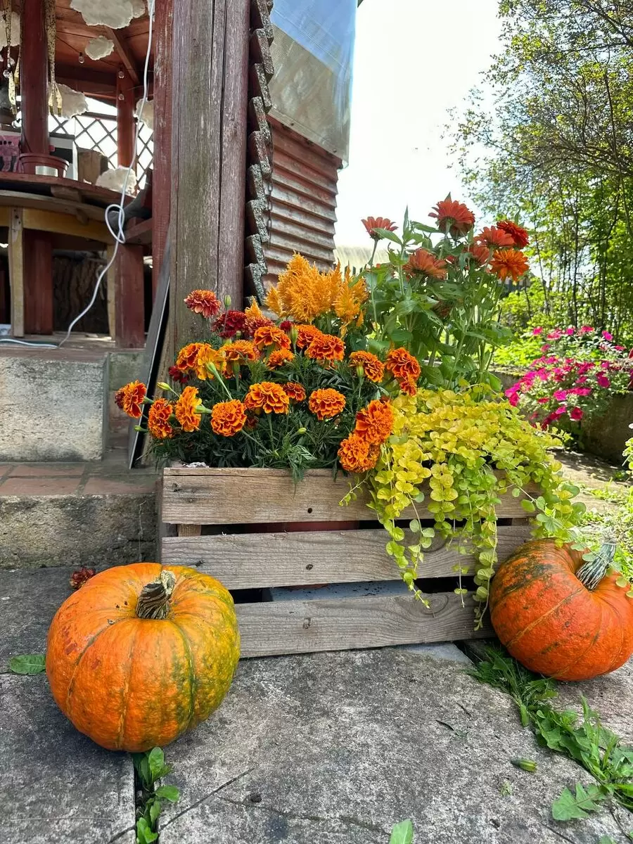 Тыквенные угощения: вкусные рецепты для осеннего вдохновения
