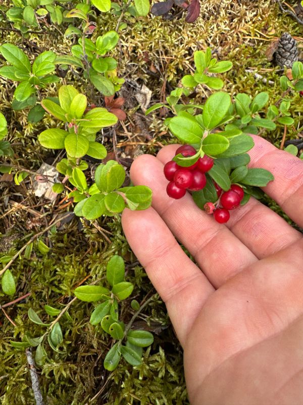 ��� �������� ���������� ������� �������: �������� ������