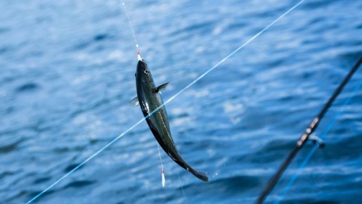 ������ ���� ��� �� ������ � ������: ������� � �����������