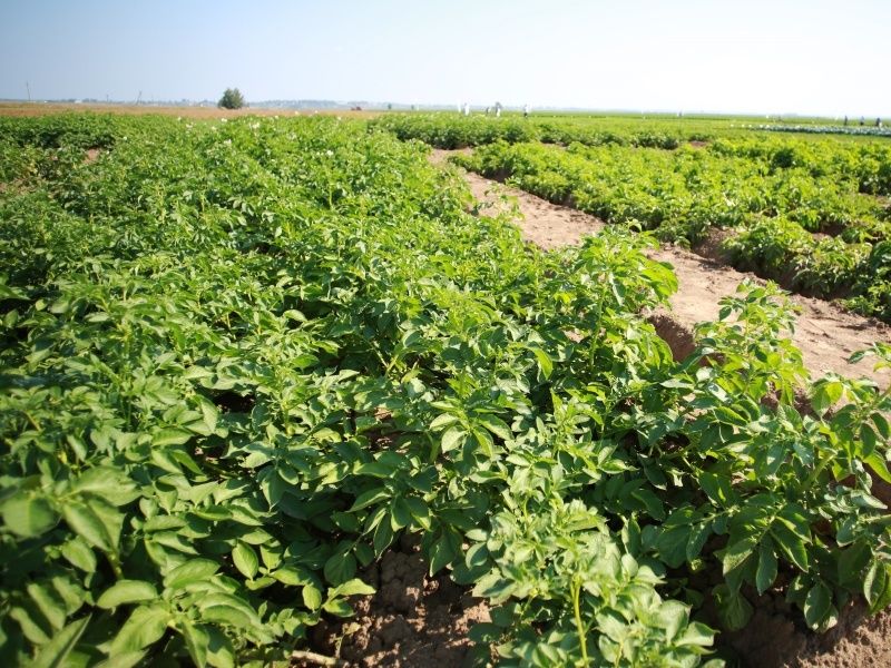 �������� ��� �� ��������� � �����: ������� � ����������� � 2025 ����