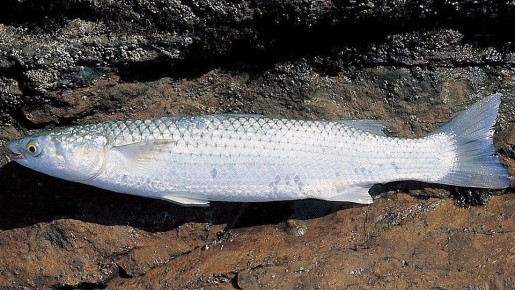 �������� � �������� ����: ������ ���� ��� ������ ����������?