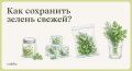 Секреты хранения зелени: как продлить свежесть любимых трав
